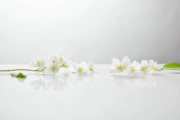 Frisse Natuurlijke Jasmijn Bloemen Wit Oppervlak — Stockfoto