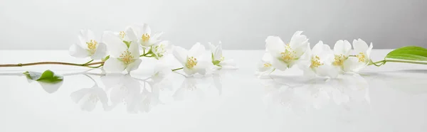 Panoramic Shot Jasmine Flowers White Surface — Stock Photo, Image