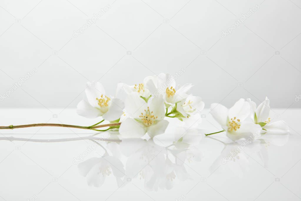 fresh and natural jasmine flowers on white surface