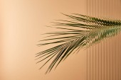 Palmový list izolovaný na béžovém pozadí s rákosovým sklem 