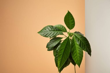 avocado tree leaves behind matt glass isolated on beige clipart