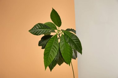 green leaves of avocado tree behind glass on beige clipart