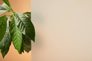 bej izole mat cam yakınındaki bitki yaprakları