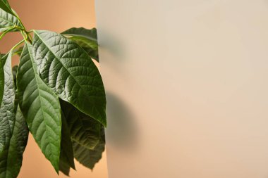 bej üzerinde mat cam yakınında avokado ağacının yaprakları 