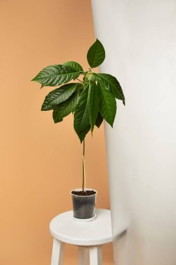 bej izole mat cam arkasında beyaz dışkı üzerinde saksı da avokado ağacı