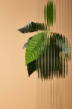 green leaves of plant behind reed glass isolated on beige clipart