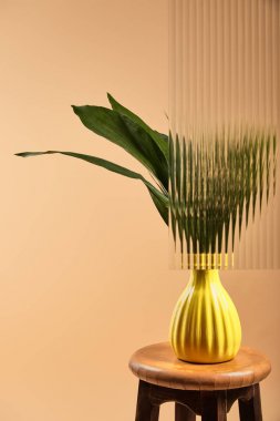 sazlık cam arkasında bej izole sarı vazo bitkinin yeşil yaprakları 