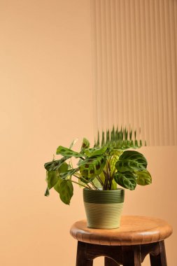 sazlık cam arkasında ahşap yüksek sandalyede saksı güzel yeşil bitki 