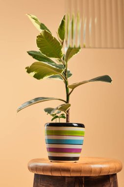 selective focus of green plant in colorful flowerpot isolated on beige behind reed glass  clipart
