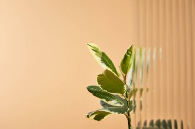 seçici odak bitki saz cam arkasında bej izole yaprakları 