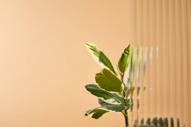 selective focus plant leaves isolated on beige behind reed glass  clipart