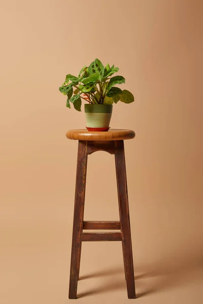 ベージュの背景にバー木製のスツールに植物と植木鉢 — ストック写真