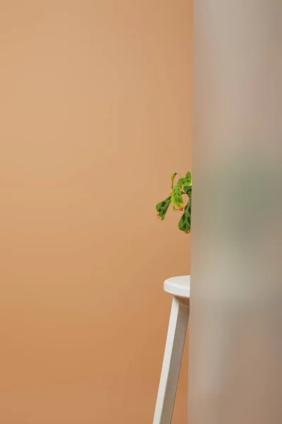 Bej Izole Beyaz Stoon Üzerinde Mat Cam Arkasında Yeşil Yaprakları — Stok fotoğraf