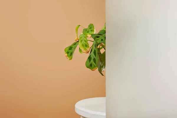 Feuilles Plante Pot Derrière Verre Mat Sur Tabouret Blanc Isolé — Photo