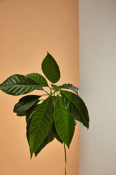 Groene Bladeren Achter Mat Glas Beige Achtergrond — Stockfoto