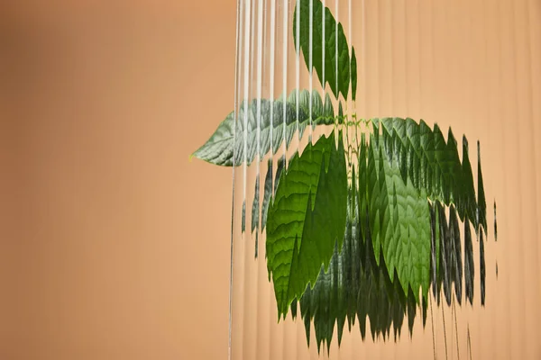 green leaves of coffee tree behind reed glass isolated on beige