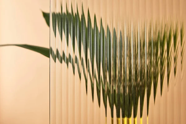 Blurred View Green Plant Yellow Vase Isolated Beige Reed Glass — Stock Photo, Image