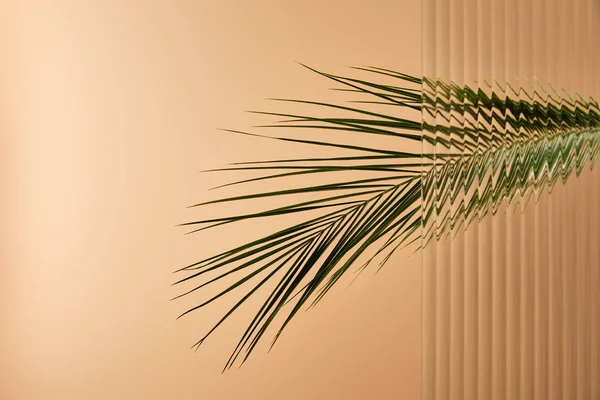 在簧片玻璃后面的米色上隔离的棕榈树叶 — 图库照片