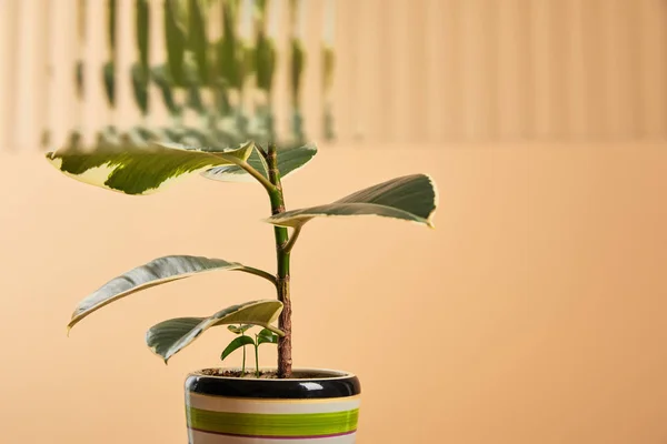 Selektiver Fokus Der Grünen Pflanze Schönem Blumentopf Hinter Schilfglas Isoliert — Stockfoto