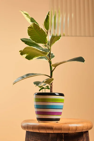 Selective Focus Green Plant Colorful Flowerpot Isolated Beige Reed Glass — Stock Photo, Image