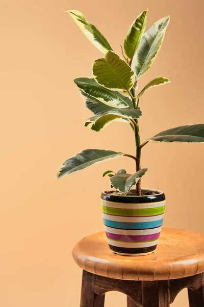 Planta Com Folhas Verdes Claras Vaso Colorido Banquinho Madeira Bar — Fotografia de Stock