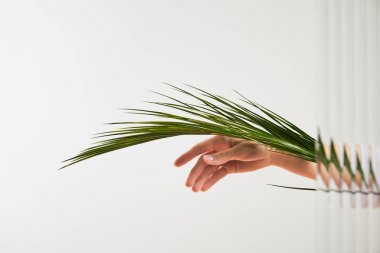 cropped view of woman holding palm tree leaf on white background behind reed glass  clipart