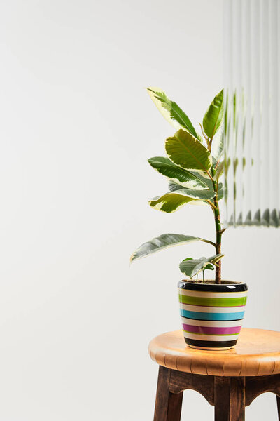 plant with faded leaves in colorful flowerpot on wooden bar stool on white background behind reed glass 