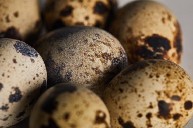 birkaç küçük bıldırcın yumurtaseçici odak