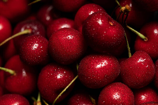 close up view of red delicious sweet cherries with water drops
