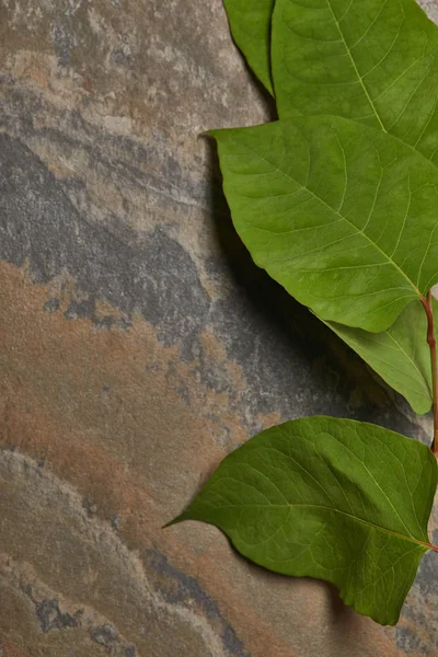 Green Fresh Leaves Stone Background Copy Space — Stock Photo, Image