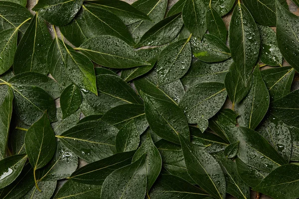 top view of wet green leaves background with copy space