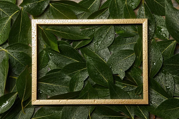 Empty Golden Frame Green Wet Fresh Foliage Background Copy Space — Stock Photo, Image