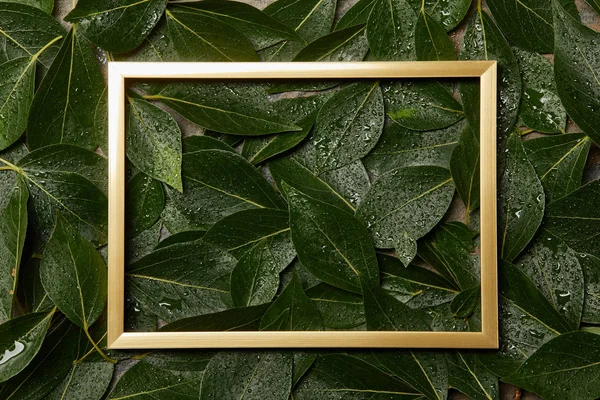 绿色湿叶背景上的空金色框架 带复制空间 — 图库照片