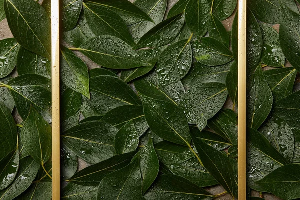 empty golden frame on green wet green foliage background with copy space