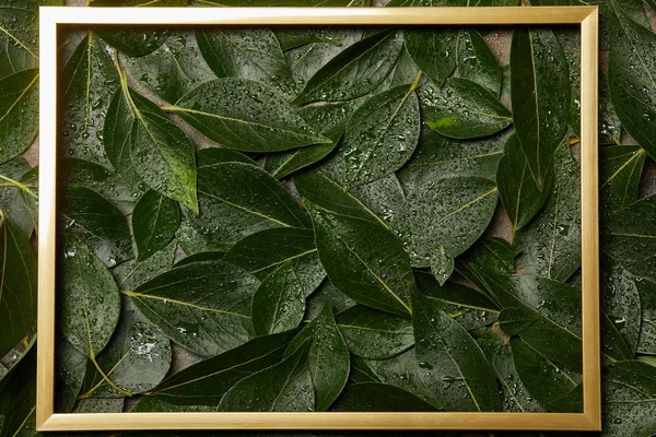 empty golden frame on green wet fresh leaves background with copy space