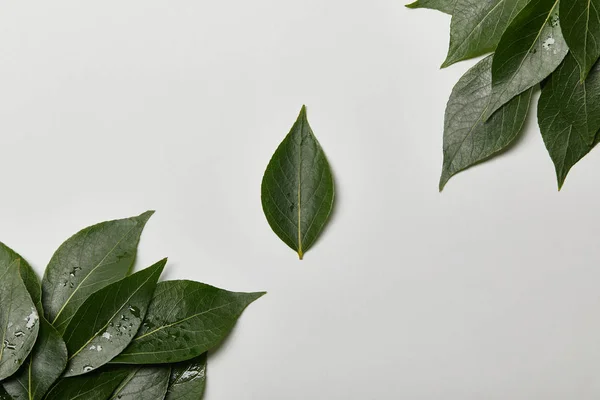 Folhas Frescas Molhadas Verdes Isoladas Branco Com Espaço Cópia — Fotografia de Stock