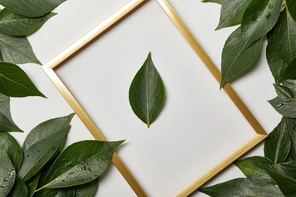Empty Golden Frame White Background Copy Space Green Leaves — Stock Photo, Image