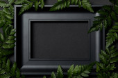Draufsicht auf leeren schwarzen Rahmen auf schwarzem Hintergrund mit Kopierraum und grünen Farnblättern