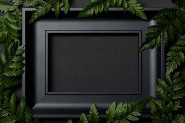 top view of empty black frame on black background with copy space and green fern leaves clipart