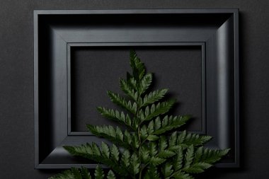 top view of empty black frame on black background with copy space and green fern leaf clipart