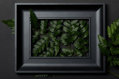 top view of black frame with green fern leaves on black background clipart