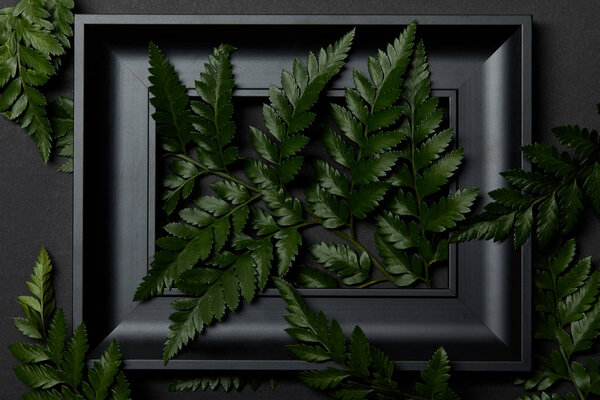 верхний вид черной деревянной рамы с зелеными листьями папоротника на черном фоне

