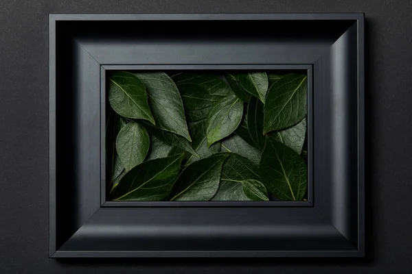 Top View Black Frame Green Leaves Black Background — Stock Photo, Image