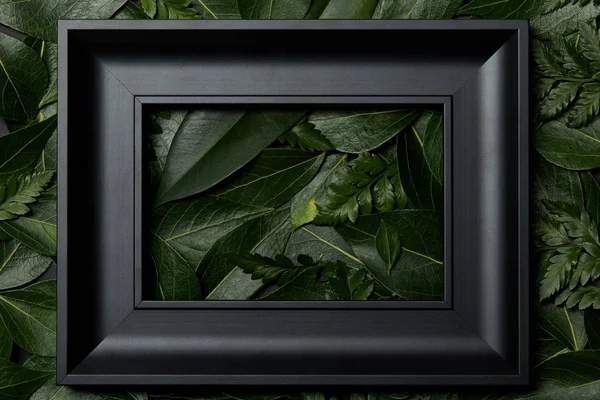 Top View Black Frame Green Leaves Background — Stock Photo, Image