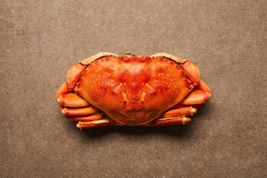 top view of uncooked crab with solid shell on textured surface  clipart