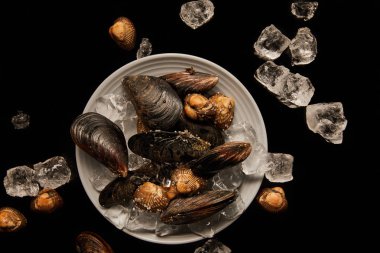 siyah izole dağınık buz küpleri yakın beyaz plaka üzerinde dondurulmuş pişmemiş cockles ve midye üst görünümü