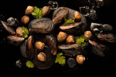 siyah izole dağınık buz küpleri yakın taşlar üzerinde yeşillik ile dondurulmuş pişmemiş cockles ve midye üst görünümü
