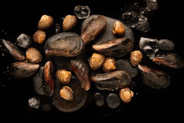 siyah izole dağınık buz küpleri yakın taşlar üzerinde pişmemiş cockles ve midye üst görünümü