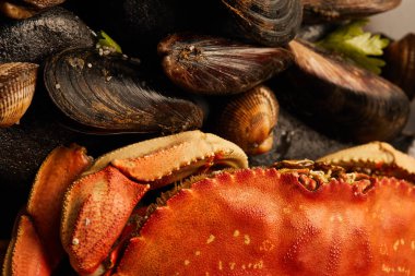close up view of uncooked crab, cockles and mussels with greenery and sand on stones  clipart