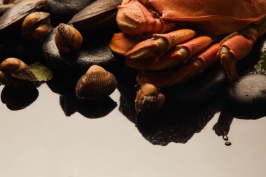 su üzerinde taşlar üzerinde yeşillik ile ham yengeç, cockles ve midye yakın görünümü 